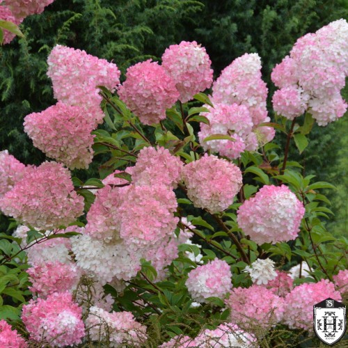 Hydrangea paniculata 'Sundae Fraise' - Aedhortensia 'Sundae Fraise' C1/1L